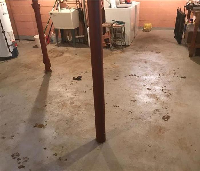 Basement floor with widespread dog feces and urine